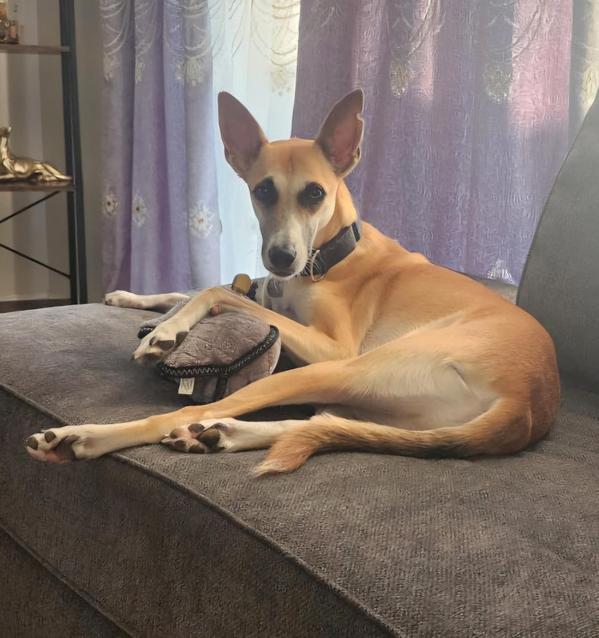 Enlarge Azyr, a Adoptable mixed breed in Tarpon Springs, FL image 3/6