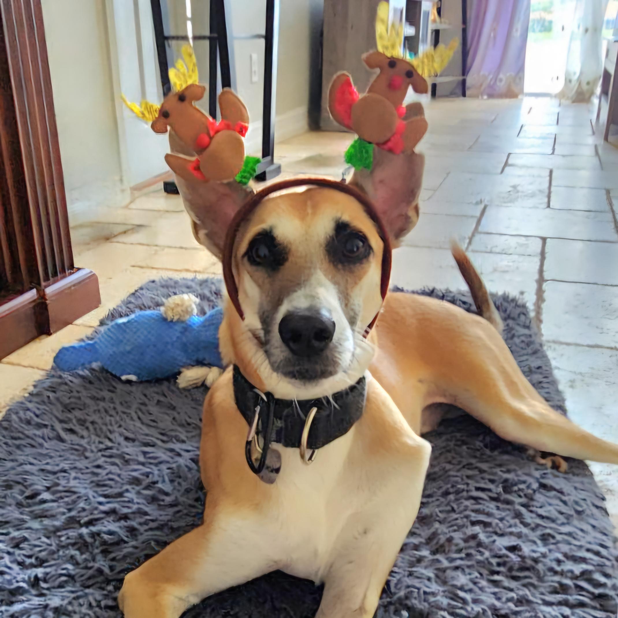 Enlarge Azyr, a Adoptable mixed breed in Tarpon Springs, FL image 4/6
