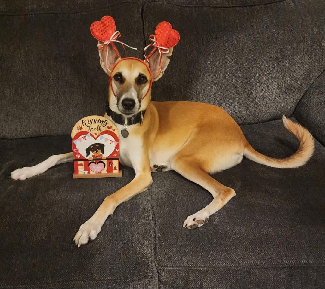 Enlarge Azyr, a Adoptable mixed breed in Tarpon Springs, FL image 5/6