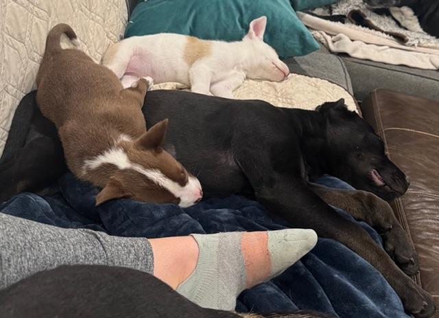 Snow white, an adopted mixed breed in roseville, CA image 3/5