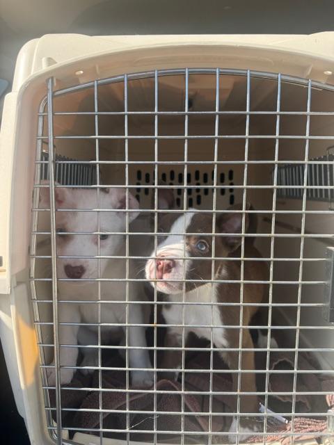 Snow white, an adopted mixed breed in roseville, CA image 4/5