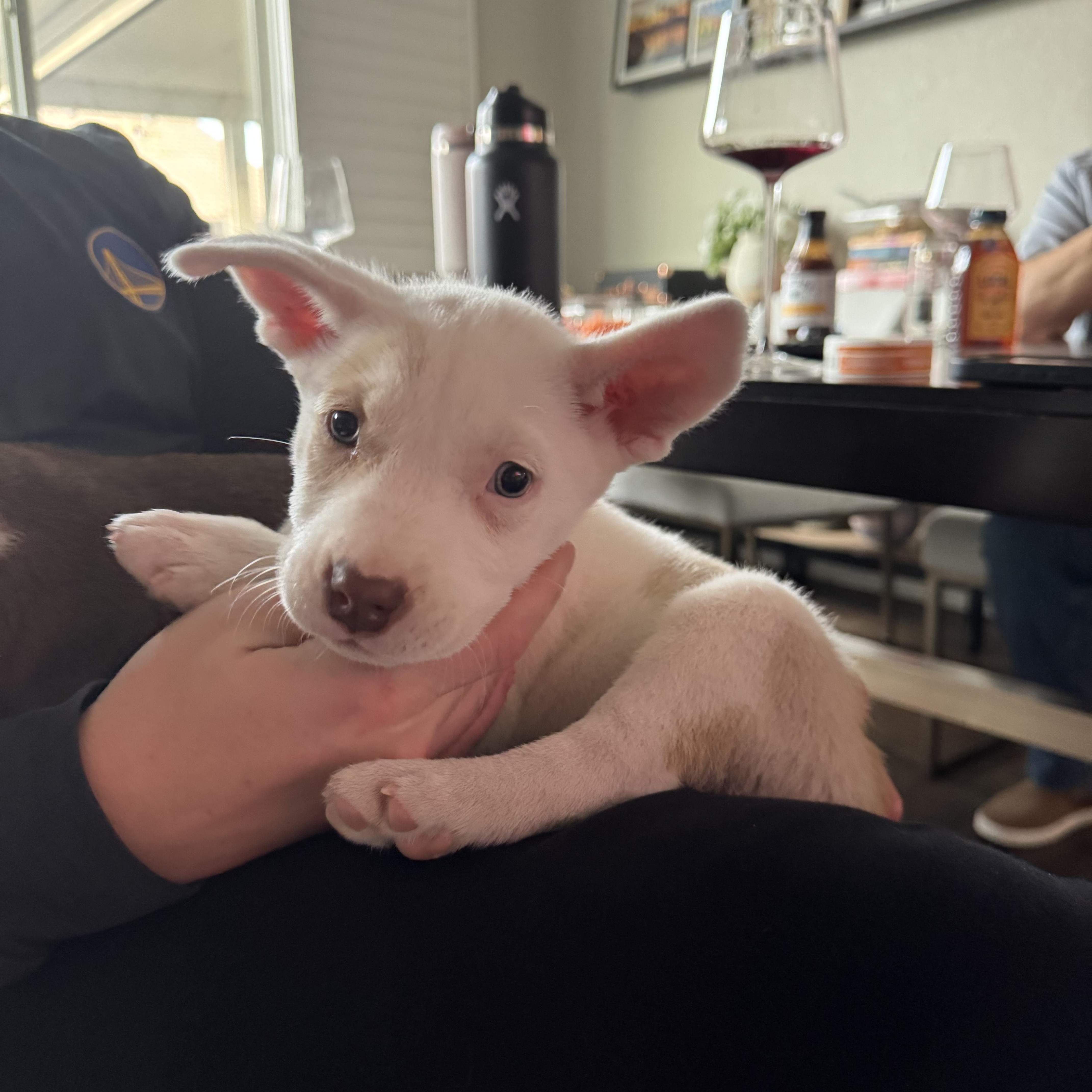 Snow white, an adopted mixed breed in roseville, CA image 1/5