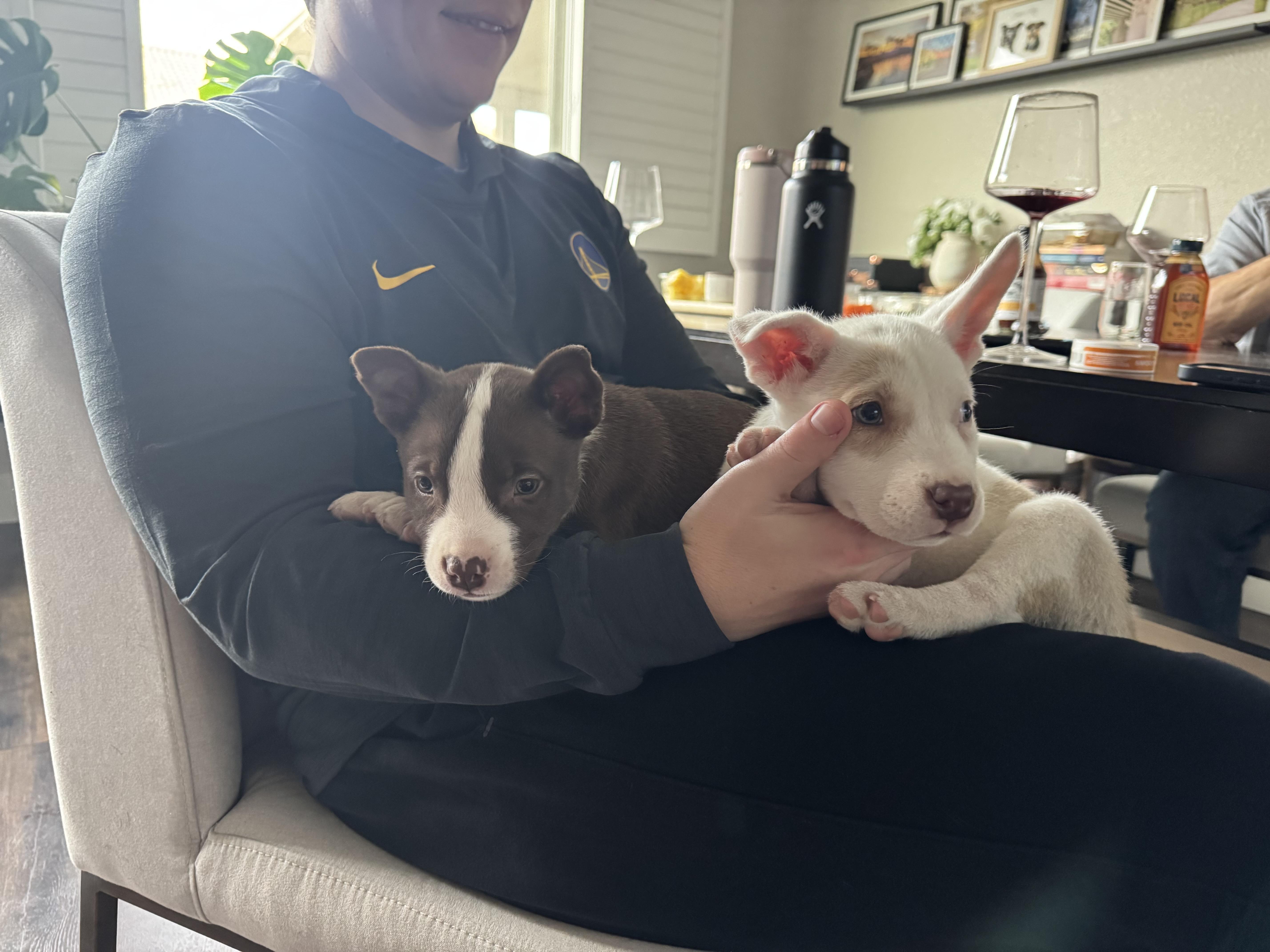 Snow white, an adopted mixed breed in roseville, CA image 5/5