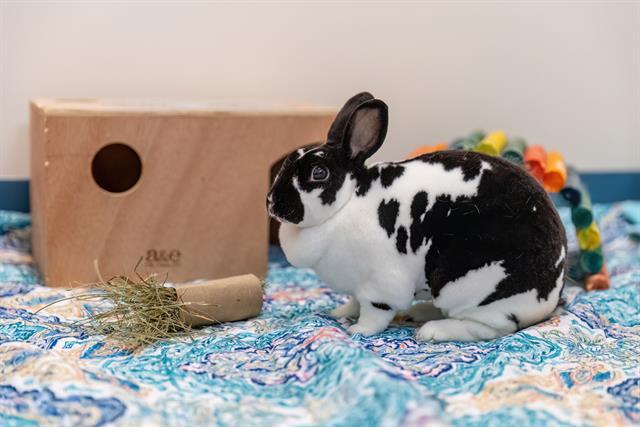 PIPPIN, Adoptable, Young Female Bunny Rabbit.