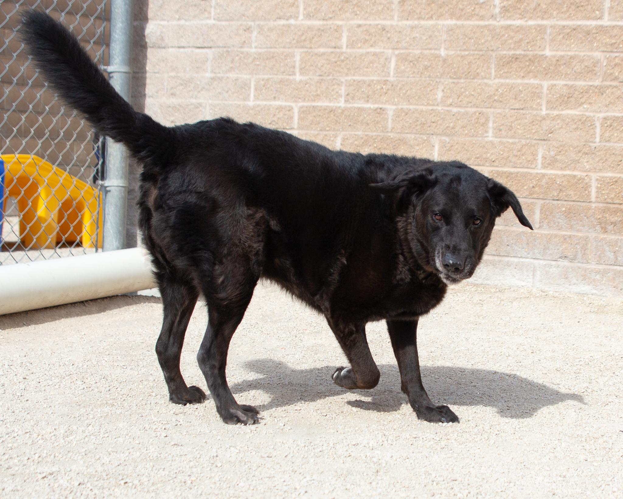 Conway, an adoptable Black Labrador Retriever in Winnipeg, MB, R3E 3N8 | Photo Image 3