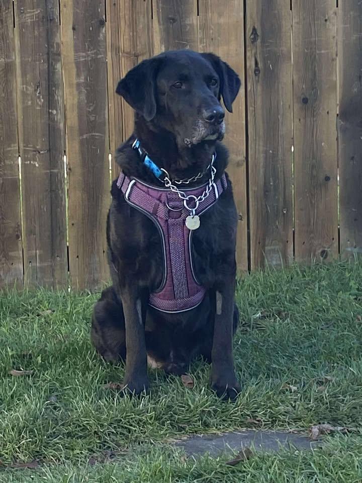 Conway, an adoptable Black Labrador Retriever in Winnipeg, MB, R3E 3N8 | Photo Image 5