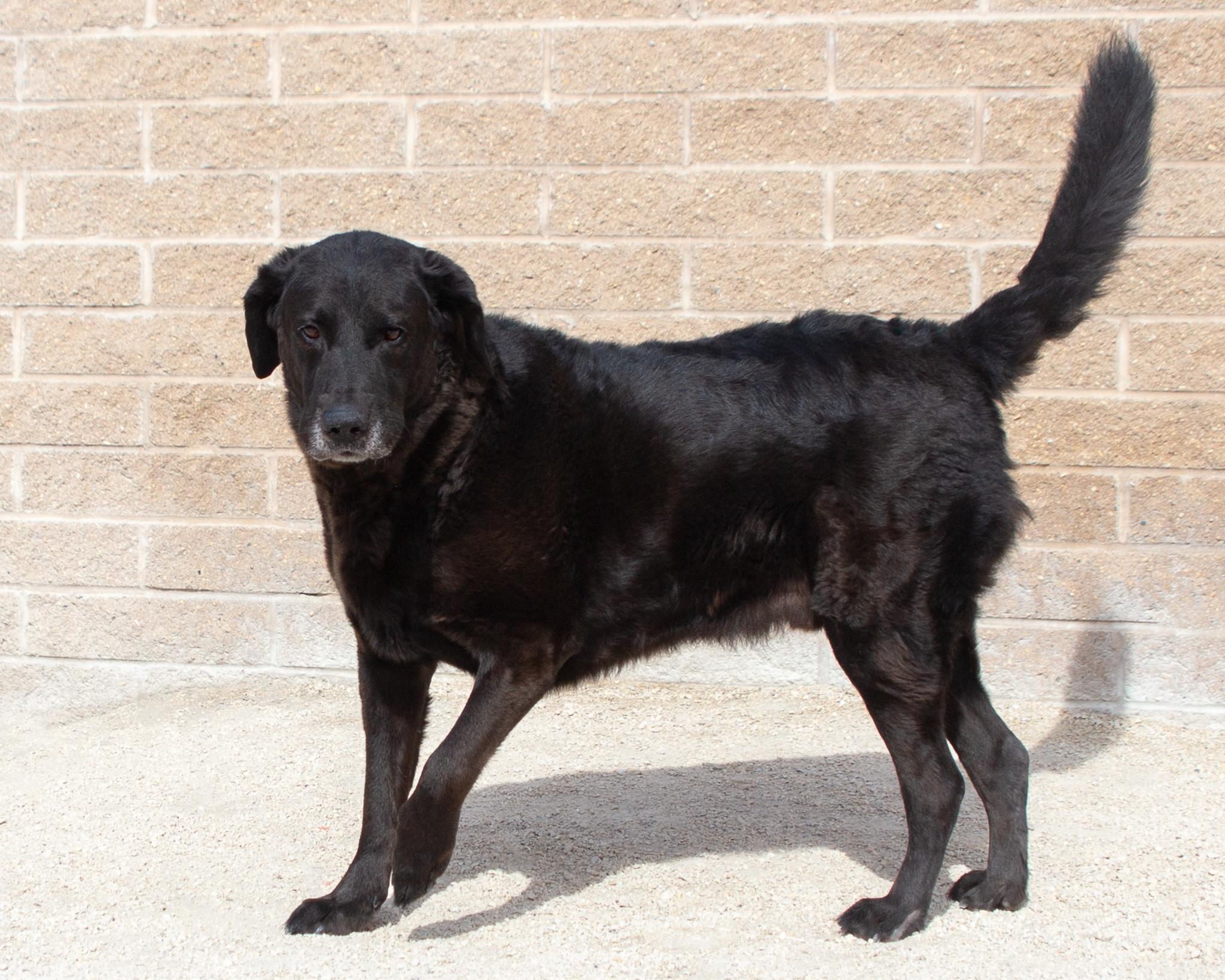 Conway, an adoptable Black Labrador Retriever in Winnipeg, MB, R3E 3N8 | Photo Image 2