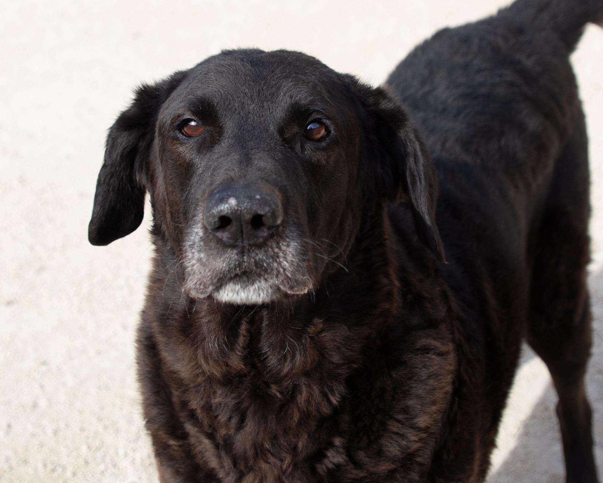 Conway, an adoptable Black Labrador Retriever in Winnipeg, MB, R3E 3N8 | Photo Image 1