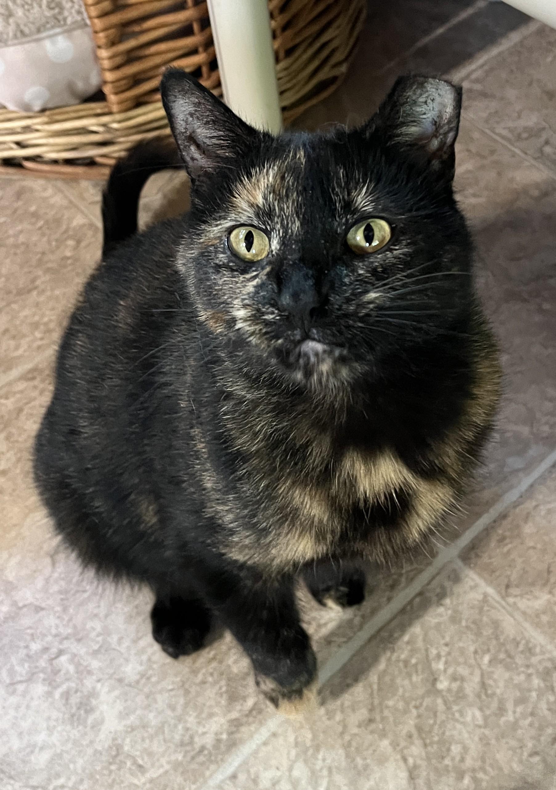 LUNE (CR-SC), Adoptable, Young Female Domestic Short Hair.