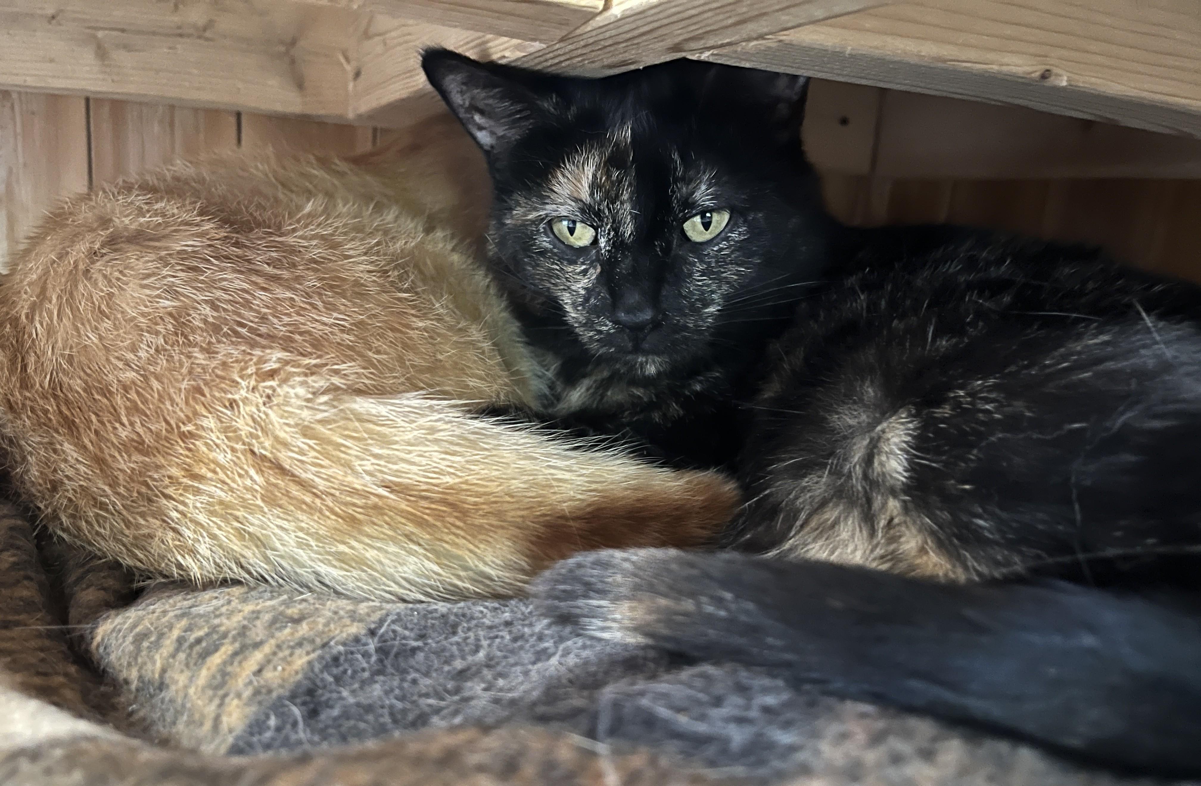 LUNE (CR-SC), a Adoptable Domestic Short Hair in Sainte-Angele-de-Monnoir, QC image 5/6