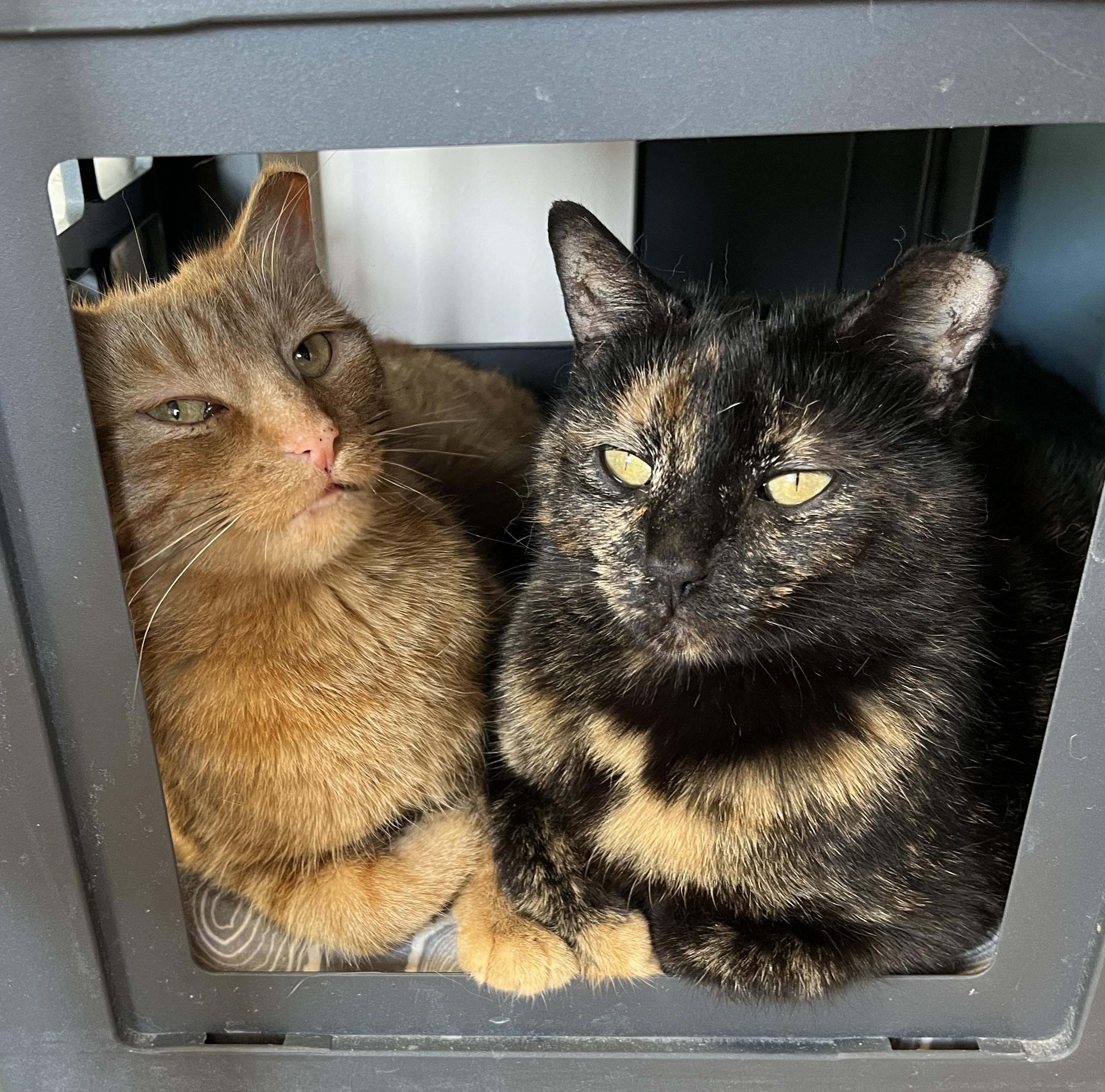 LUNE (CR-SC), a Adoptable Domestic Short Hair in Sainte-Angele-de-Monnoir, QC image 4/6