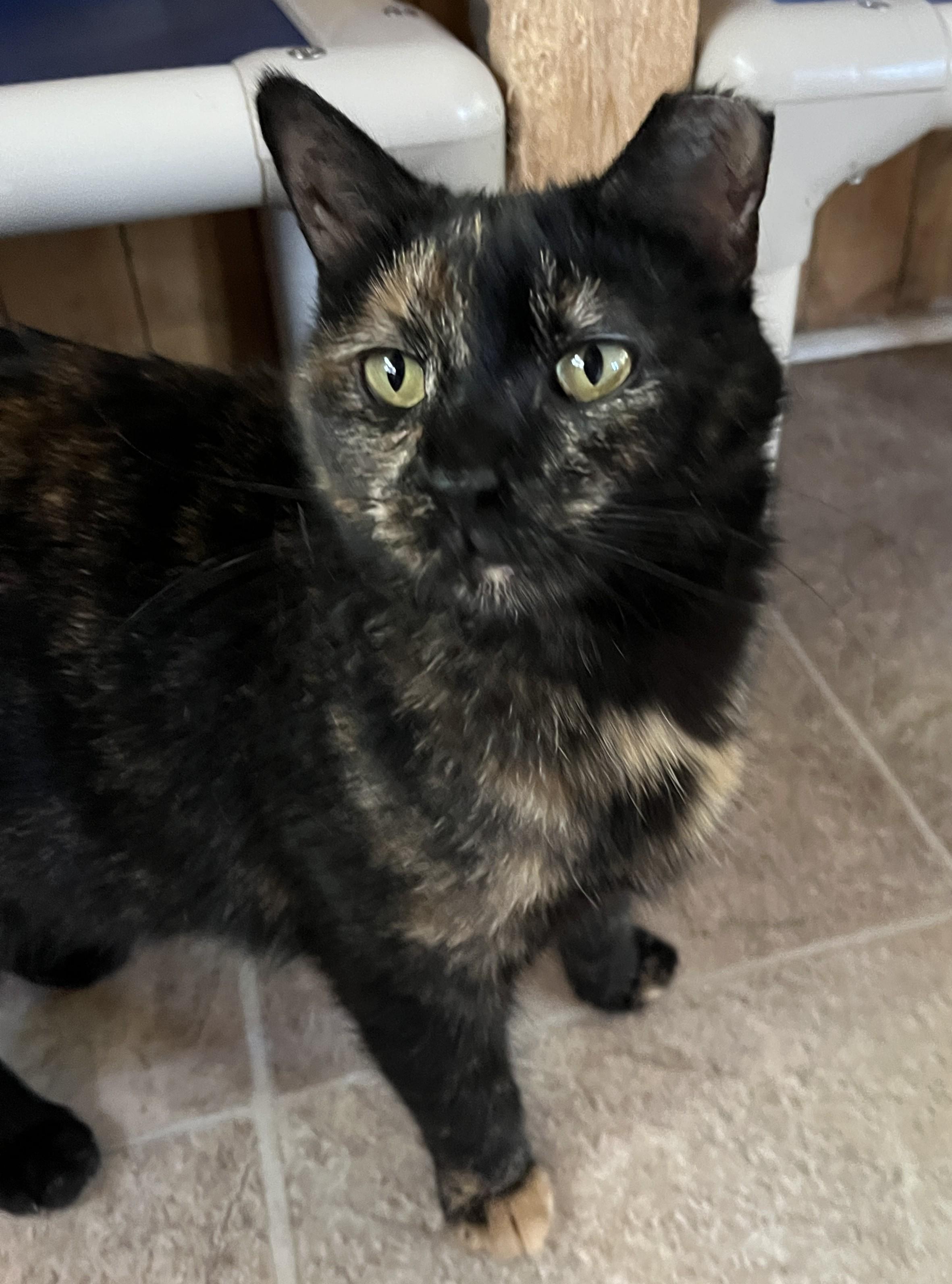 LUNE (CR-SC), a Adoptable Domestic Short Hair in Sainte-Angele-de-Monnoir, QC image 2/6