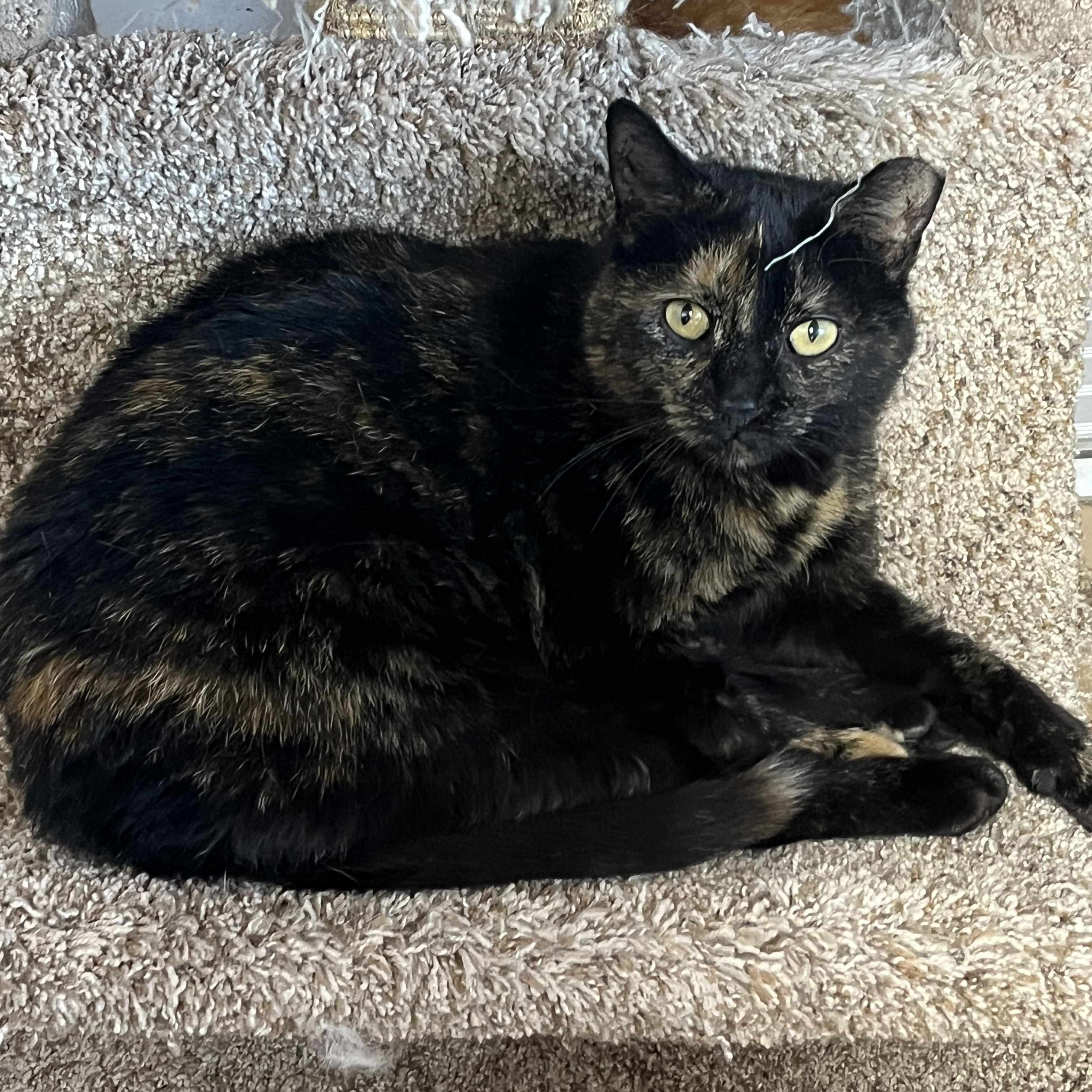 LUNE (CR-SC), a Adoptable Domestic Short Hair in Sainte-Angele-de-Monnoir, QC image 3/6