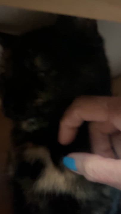 Enlarge LUNE (CR-SC), a Adoptable Domestic Short Hair in Sainte-Angele-de-Monnoir, QC video 6/6