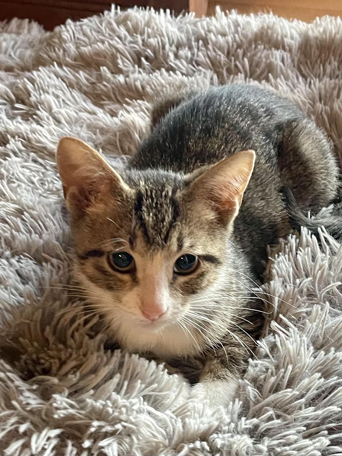 Spritz, Adoptable, Kitten Male Domestic Short Hair & Tabby.