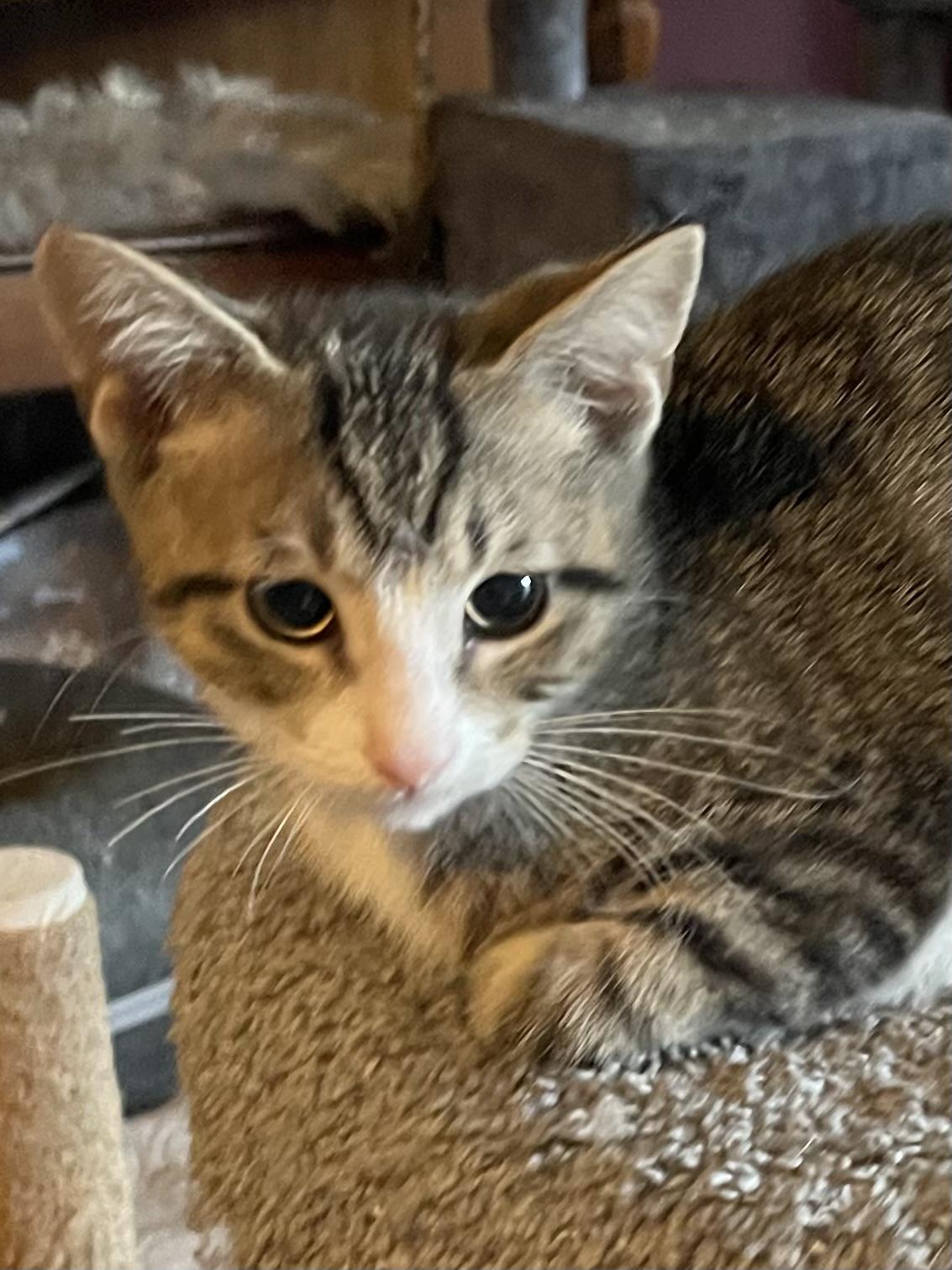 Enlarge Spritz, a Adoptable mixed breed in Belvidere, IL image 2/2