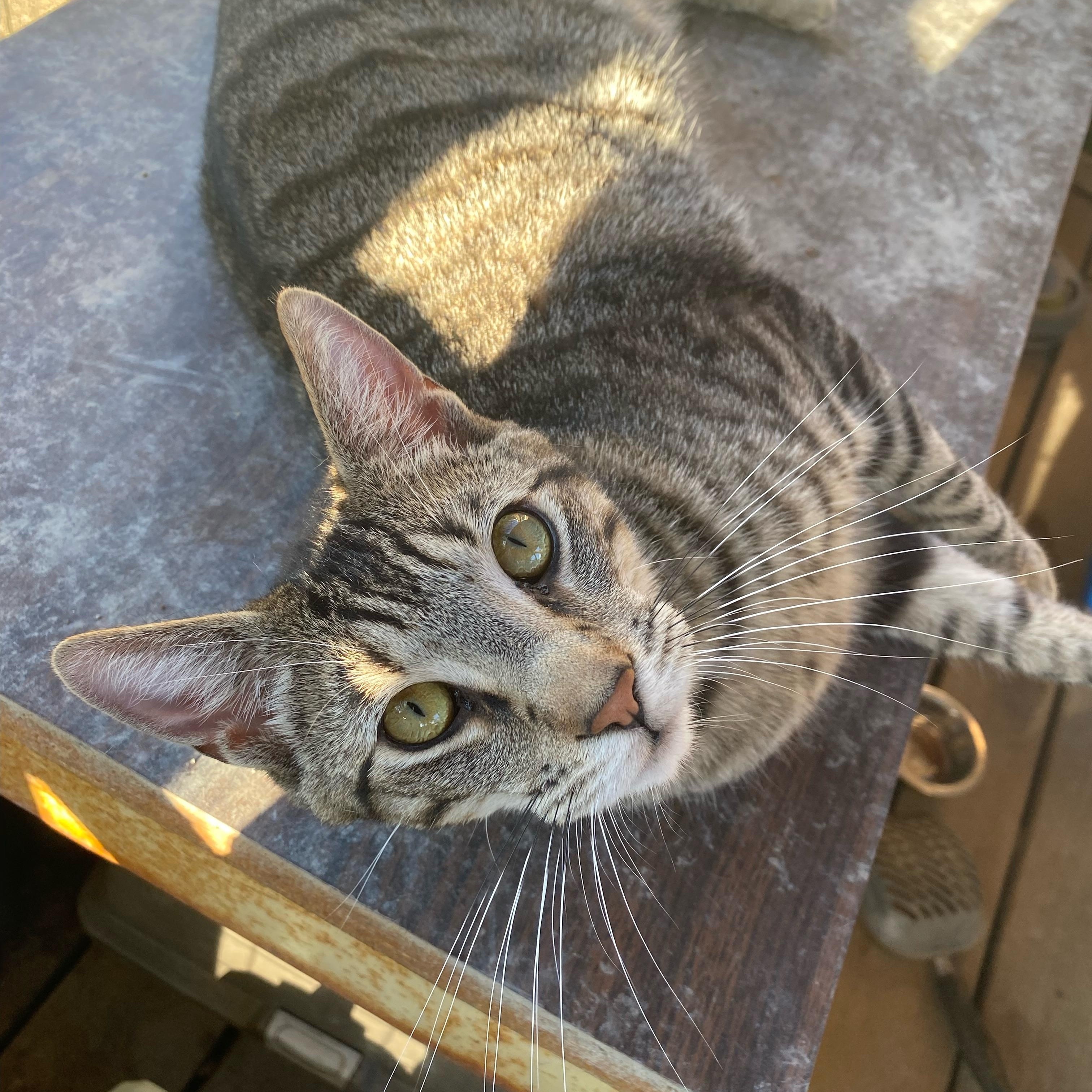 Abe, a Adoptable Tabby image 5/5