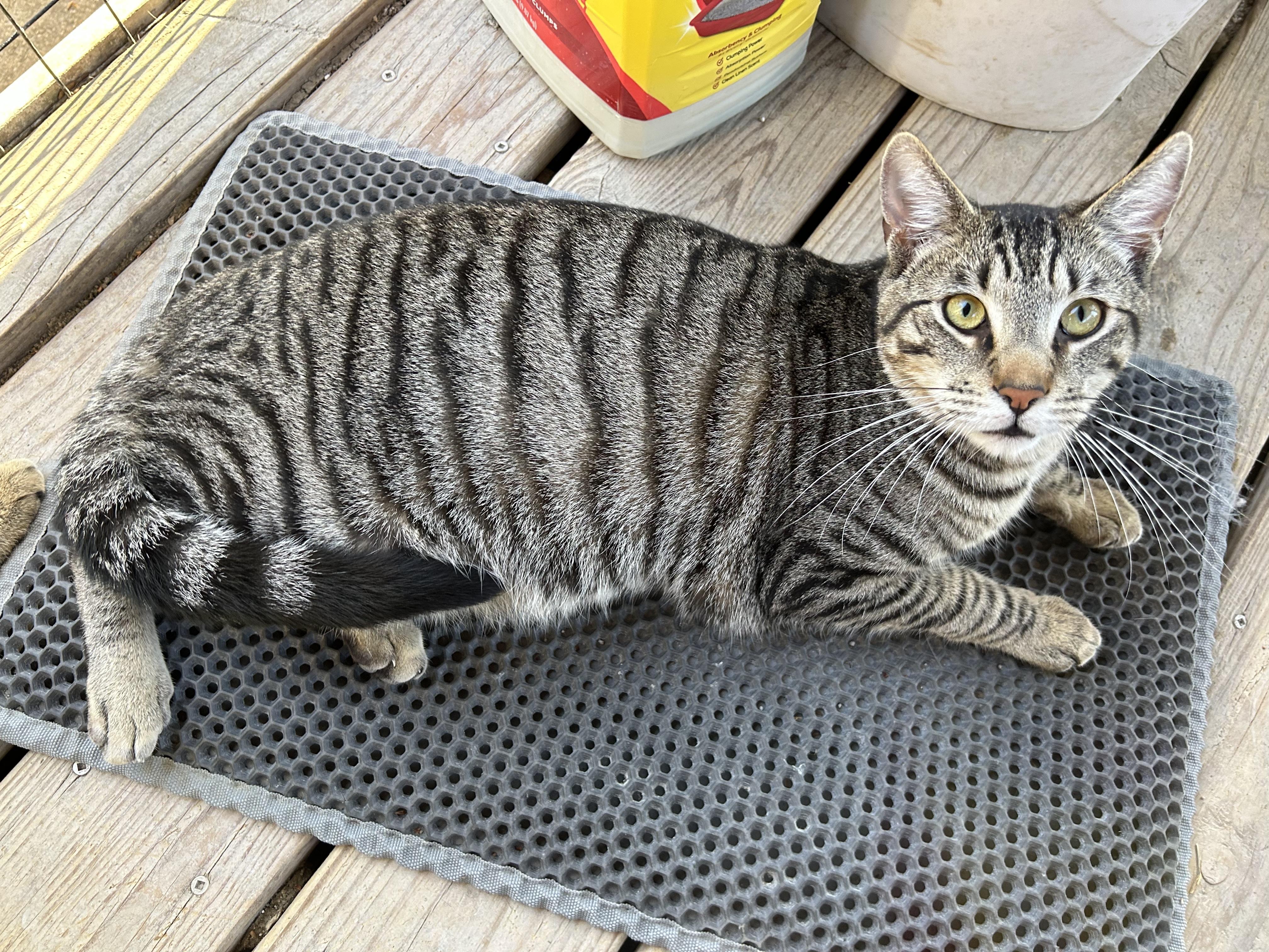 Abe, a Adoptable Tabby image 4/5