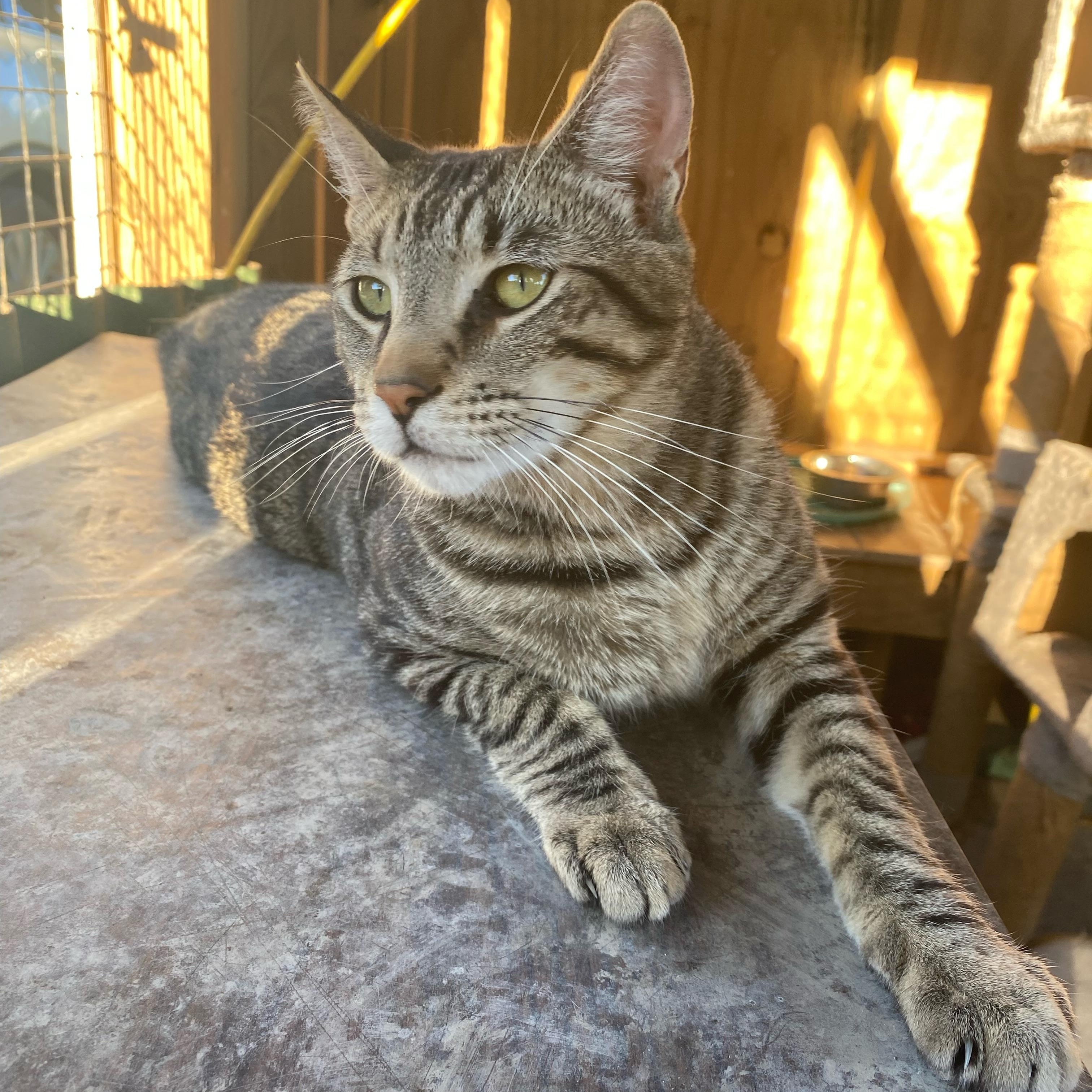 Abe, a Adoptable Tabby image 2/5