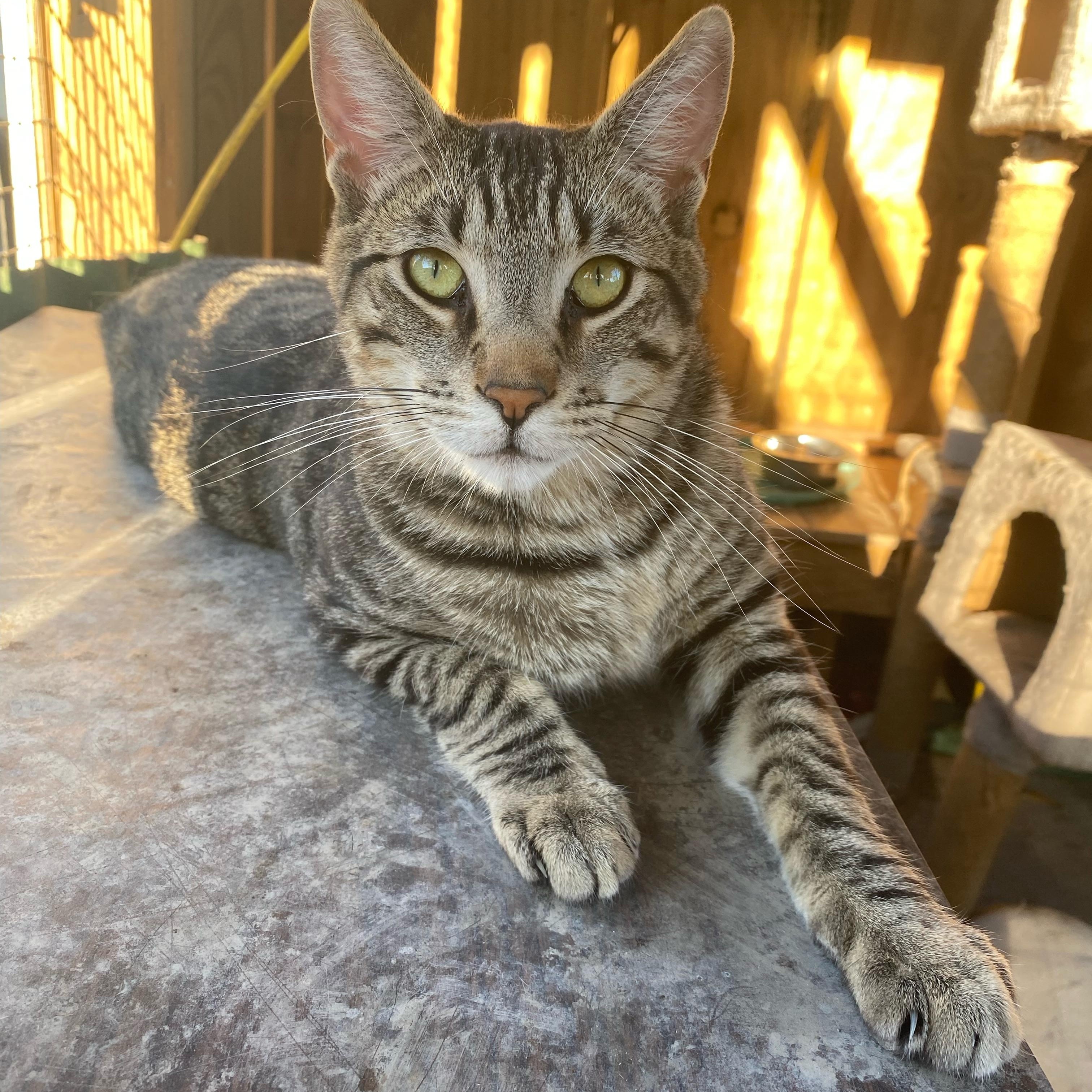 Abe, a Adoptable Tabby image 1/5