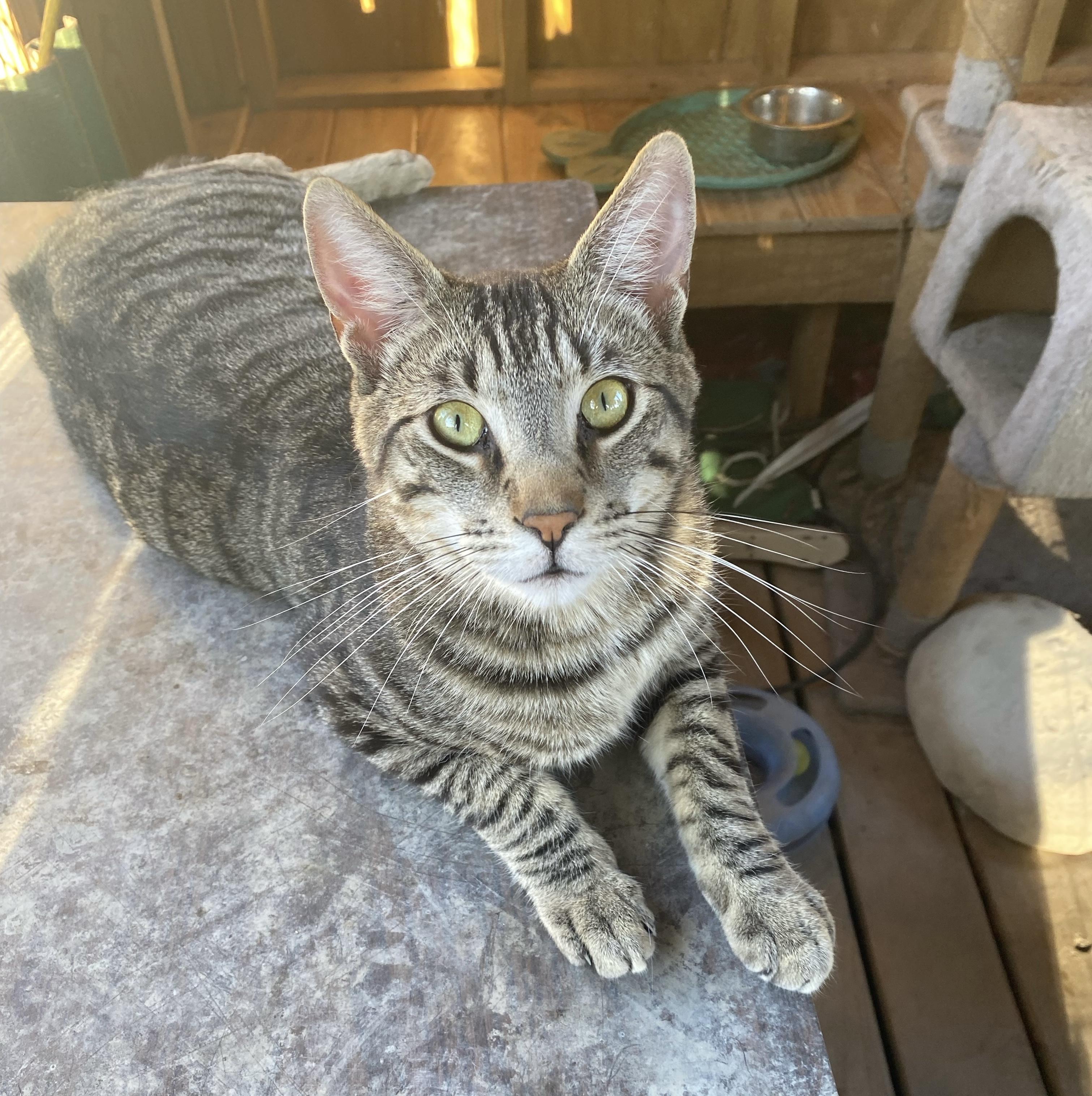 Abe, a Adoptable Tabby image 3/5