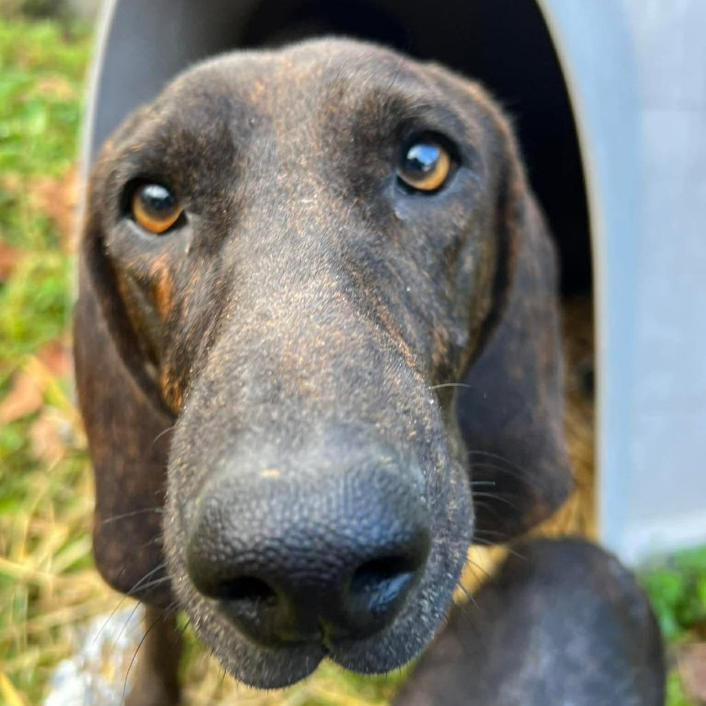 Enlarge Mamasita, a Adoptable mixed breed in Southington, OH image 2/3