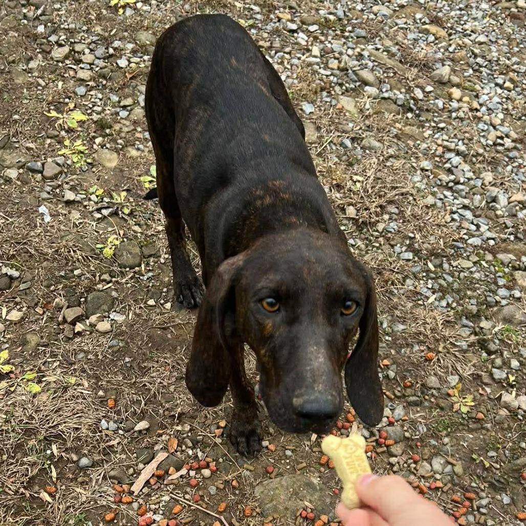 Enlarge Mamasita, a Adoptable mixed breed in Southington, OH image 3/3