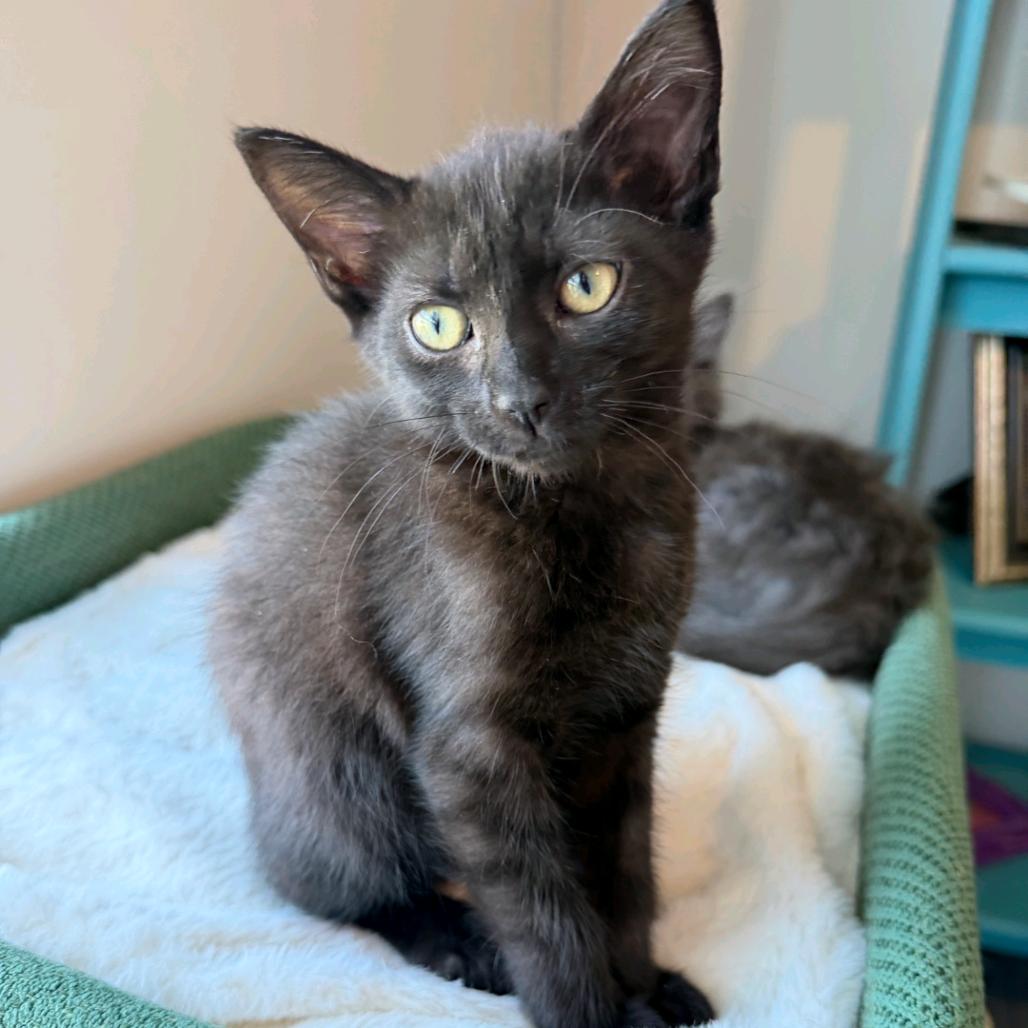 Enlarge Eclair, a ADOPTABLE Domestic Short Hair in Murfreesboro, TN image 2/2