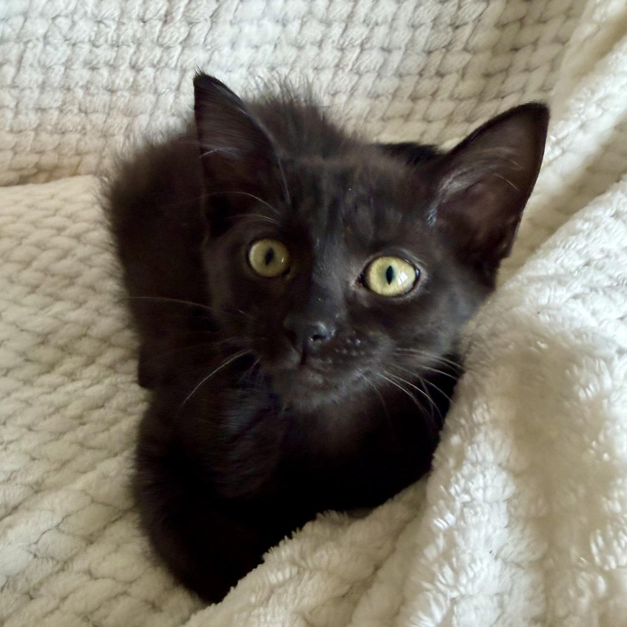 Eclair, ADOPTABLE, Kitten Female Domestic Short Hair.
