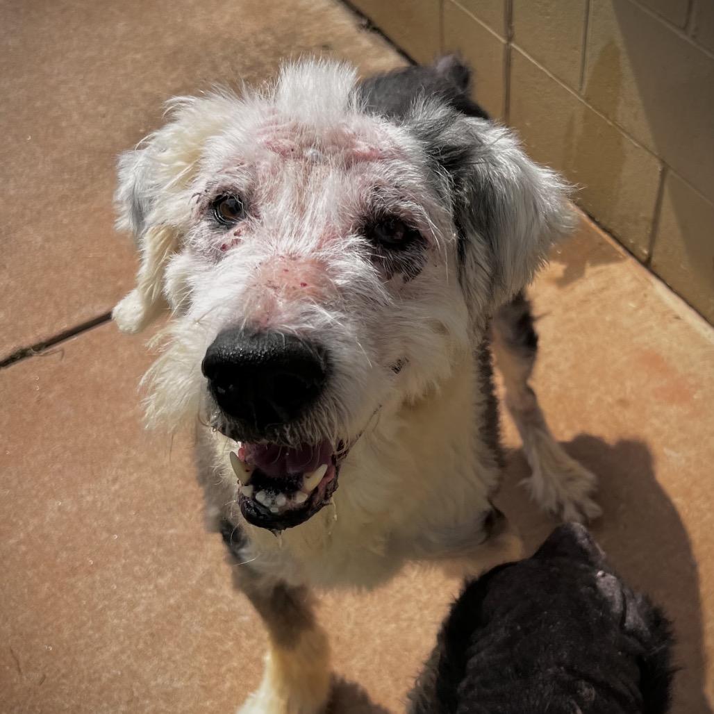 Sherlock, Adoptable, Senior Male Old English Sheepdog.