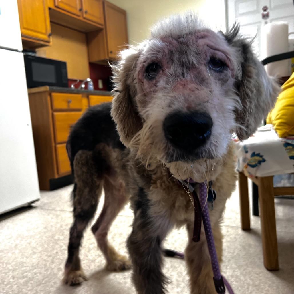 Enlarge Sherlock, a Adoptable Old English Sheepdog in Harrisville, WV image 2/6