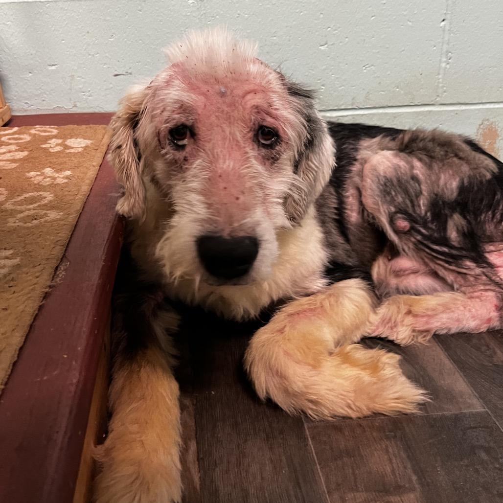 Enlarge Sherlock, a Adoptable Old English Sheepdog in Harrisville, WV image 3/6