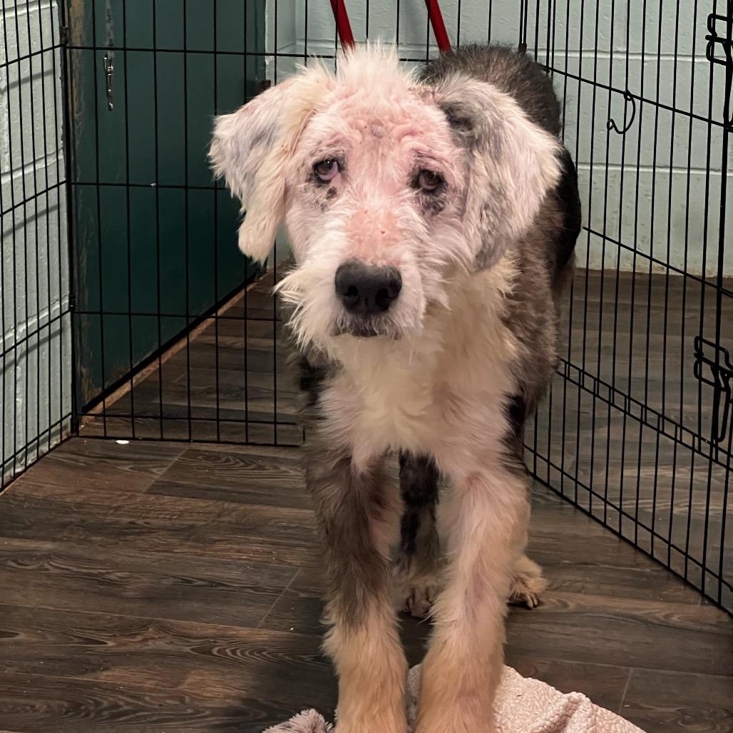 Enlarge Sherlock, a Adoptable Old English Sheepdog in Harrisville, WV image 4/6