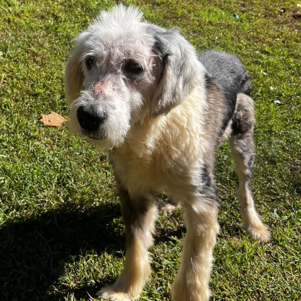 Enlarge Sherlock, a Adoptable Old English Sheepdog in Harrisville, WV image 6/6