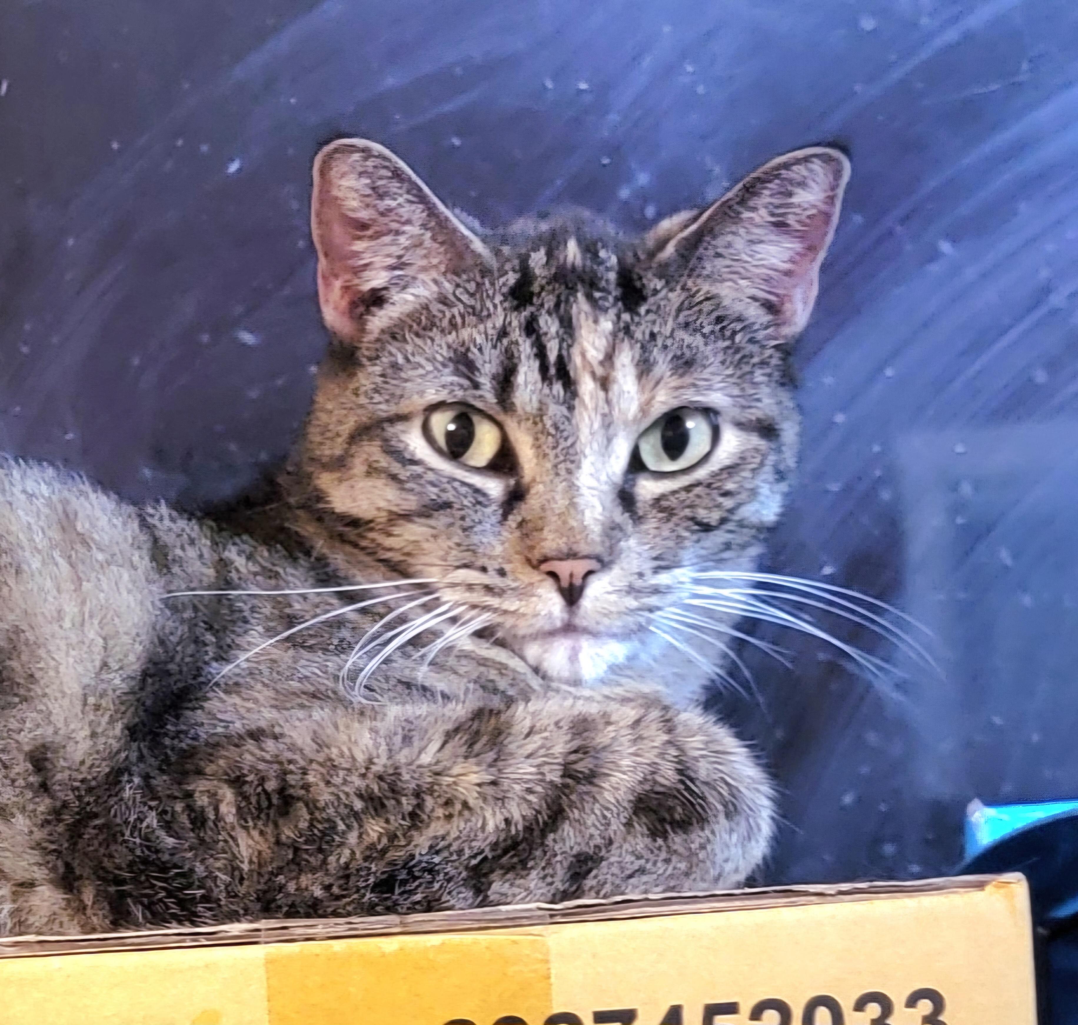 Enlarge Angelina, a Adoptable mixed breed in Brookfield, IL image 5/6