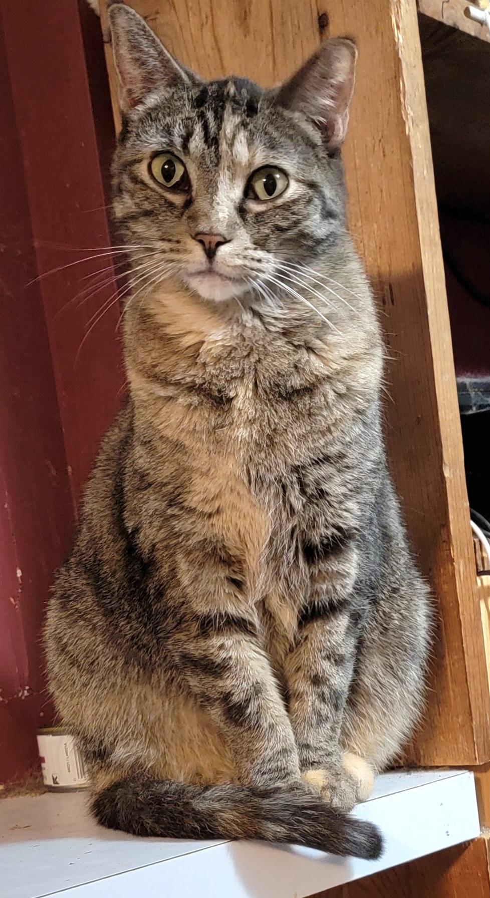 Enlarge Angelina, a Adoptable mixed breed in Brookfield, IL image 2/6