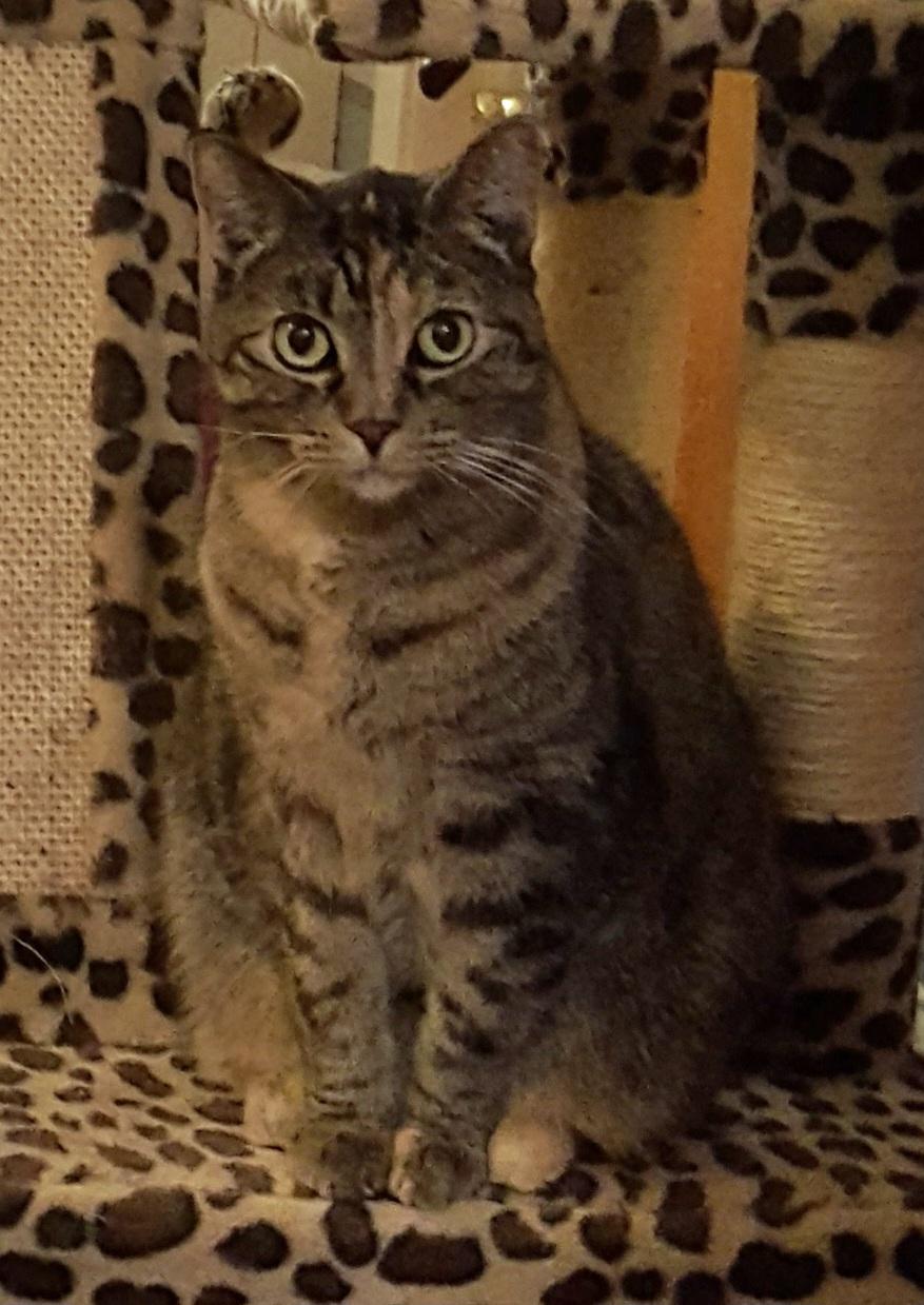 Enlarge Angelina, a Adoptable mixed breed in Brookfield, IL image 3/6