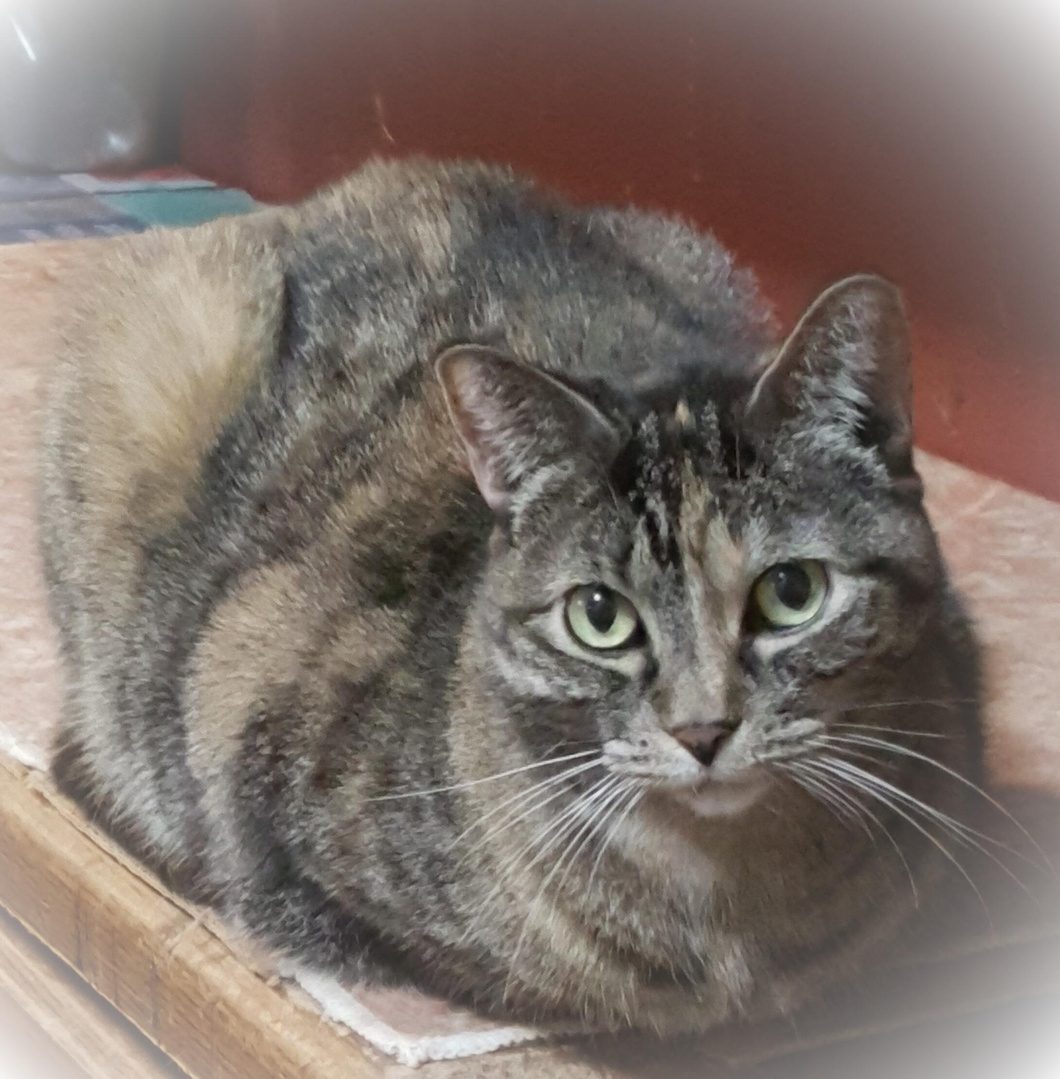 Enlarge Angelina, a Adoptable mixed breed in Brookfield, IL image 1/6