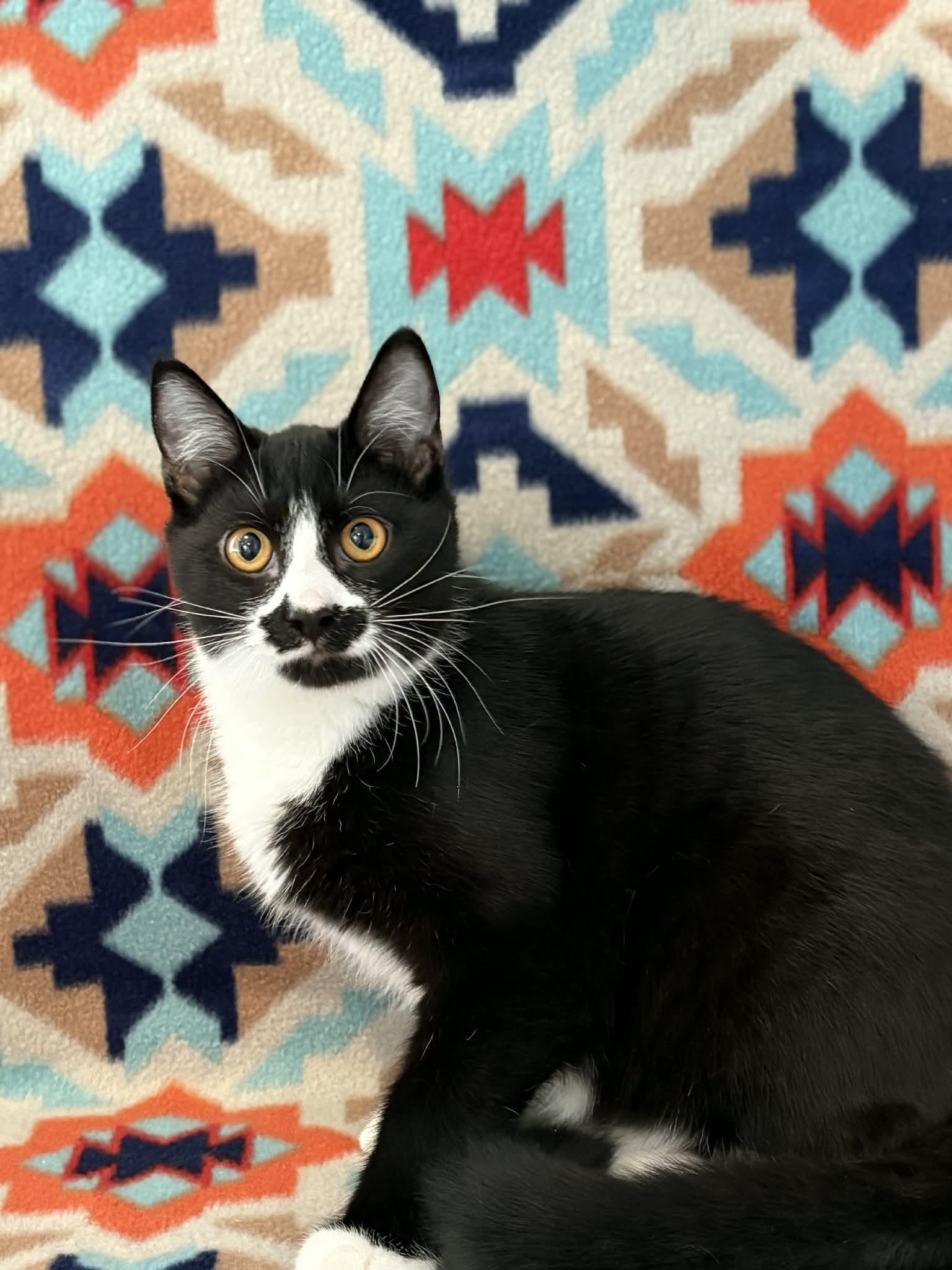 Enlarge Bandit, a Adoptable American Shorthair in Barboursville, WV image 2/3