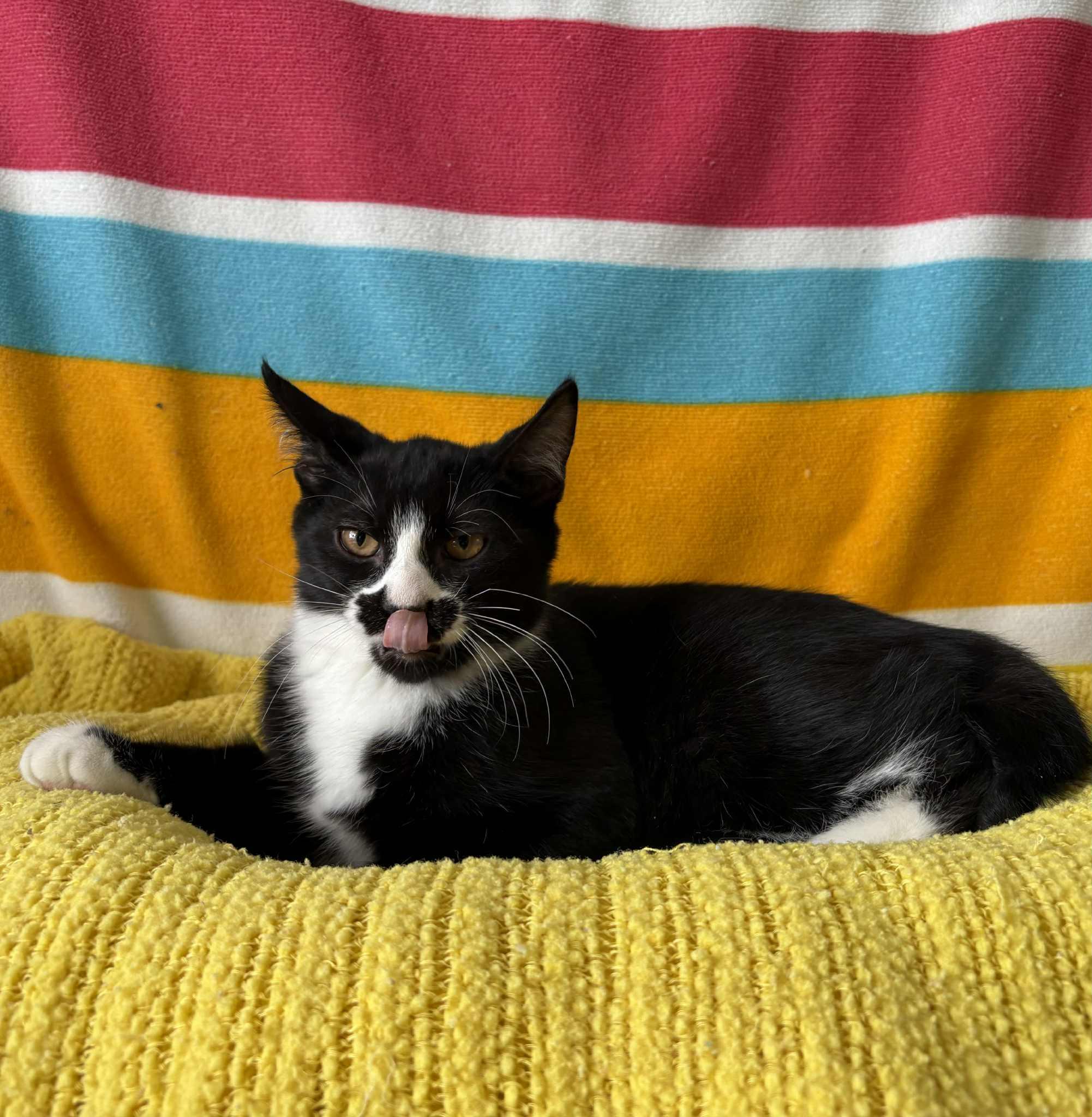 Enlarge Bandit, a Adoptable American Shorthair in Barboursville, WV image 3/3