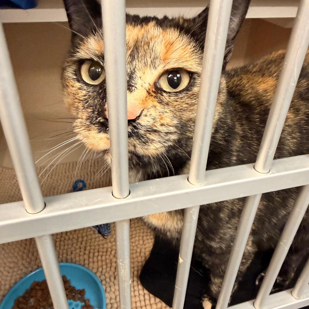 Halo, Adoptable, Adult Female Domestic Short Hair & Mixed Breed.