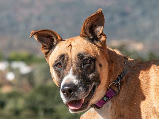 Mila, a Adoptable mixed breed in San Andreas, CA image 1/2