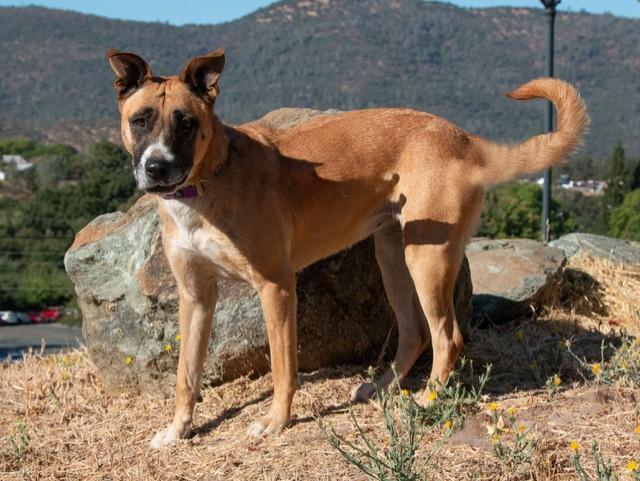 Adopt Mila