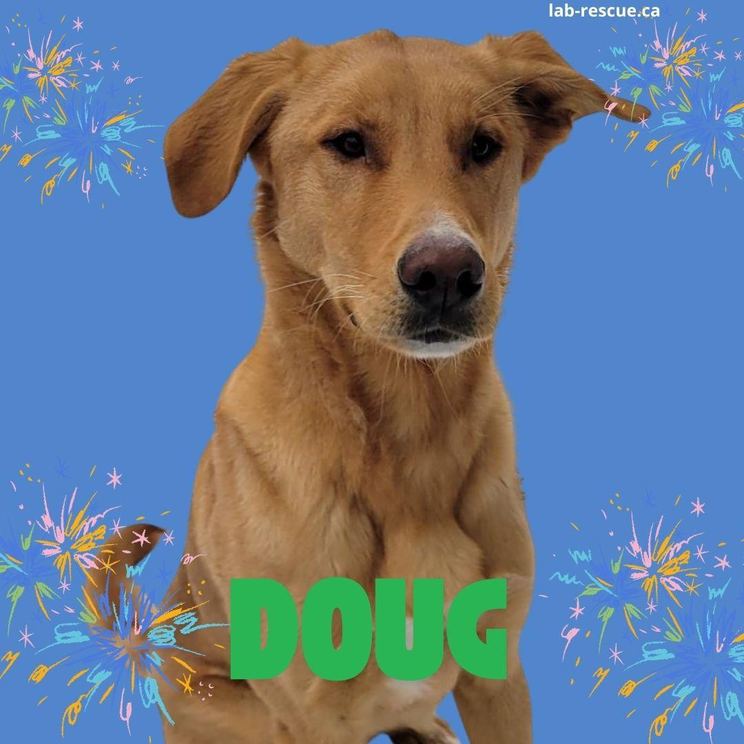 Doug, ADOPTABLE, Young Male Yellow Labrador Retriever.