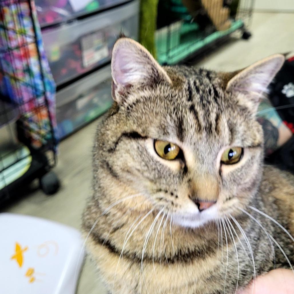 Bear, Adoptable, Young Male Domestic Short Hair.