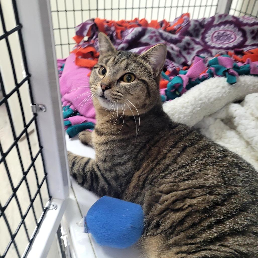 Enlarge Bear, a Adoptable Domestic Short Hair in Allyn, WA image 2/4
