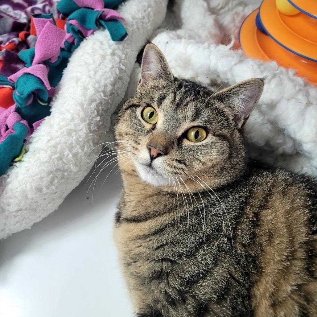 Enlarge Bear, a Adoptable Domestic Short Hair in Allyn, WA image 3/4