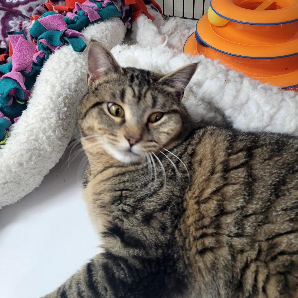 Enlarge Bear, a Adoptable Domestic Short Hair in Allyn, WA image 4/4