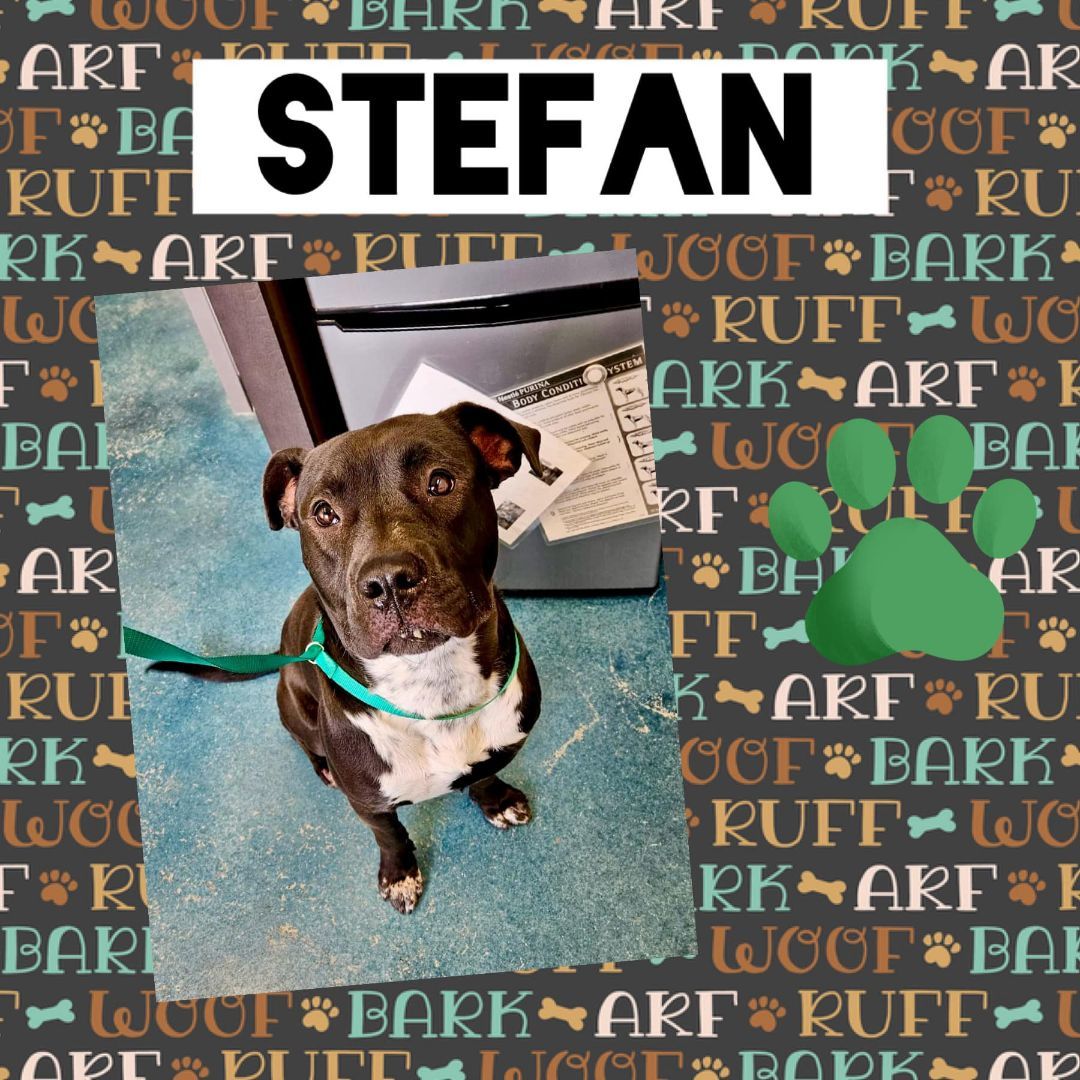 Enlarge Stefan, an adoptable Pit Bull Terrier in Monticello, IN image 1/2