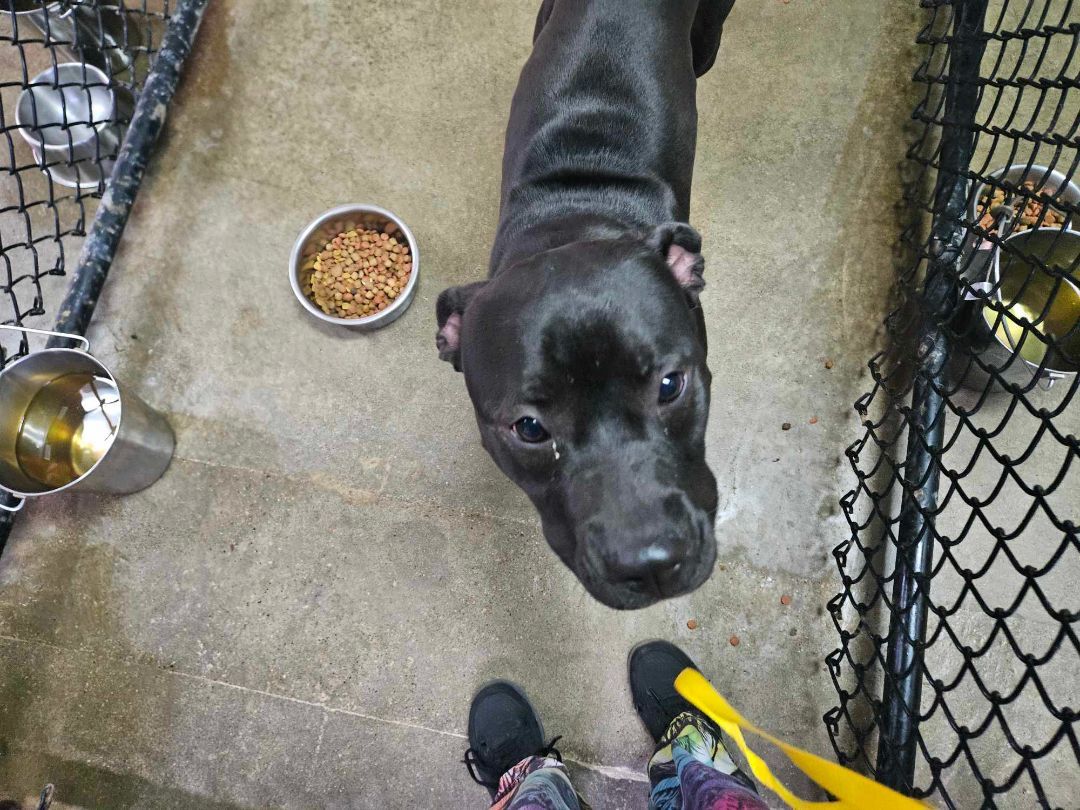 Stefan, adoptable, Young Male Pit Bull Terrier.